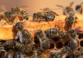 Bienen | eye 0415 Bienen